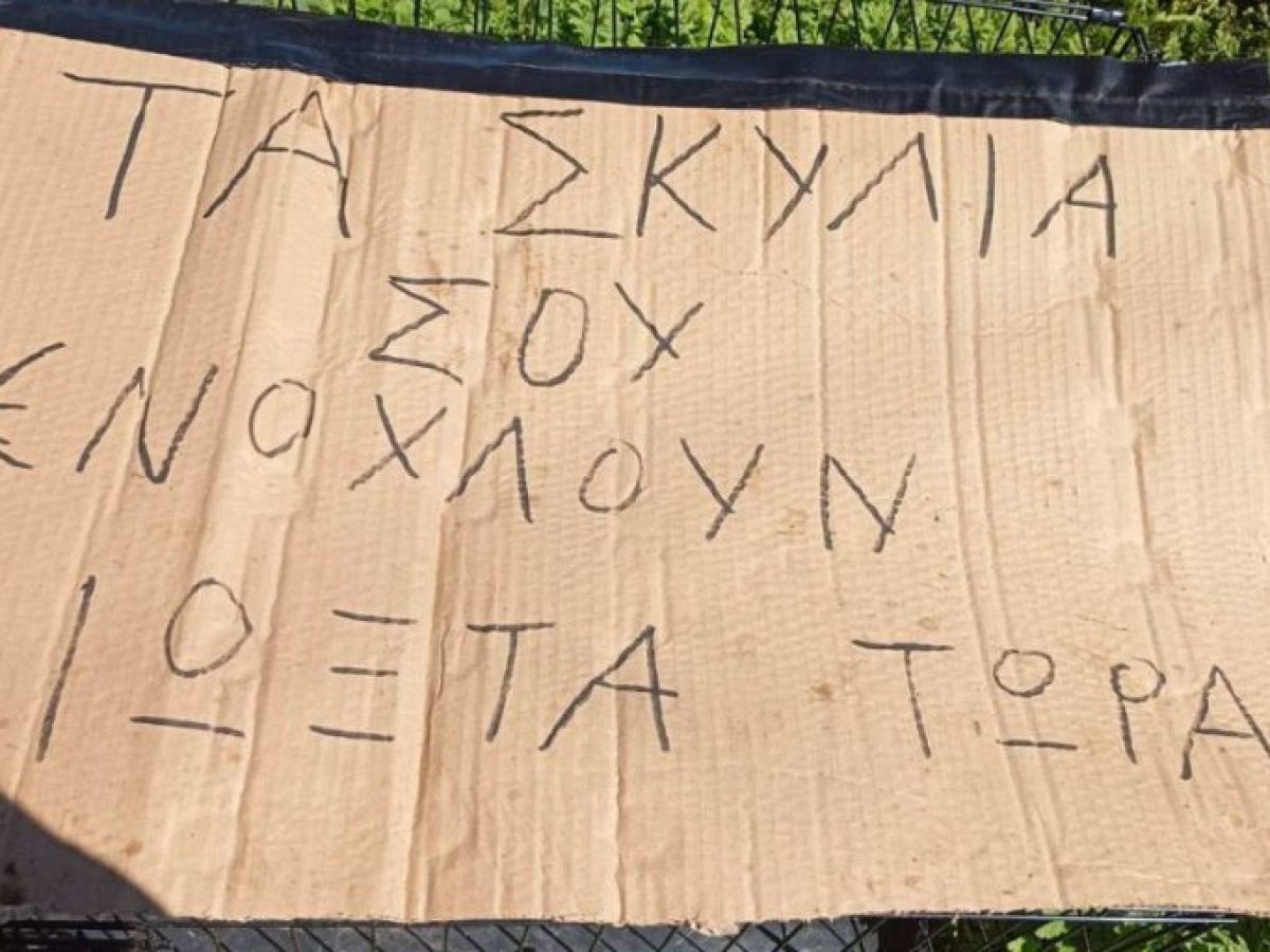 Μακελειό στο Άργος: Άγνωστο κτήνος έριξε φόλες σε 5 σκυλιά και άφησε σημείωμα (σκληρές εικόνες)