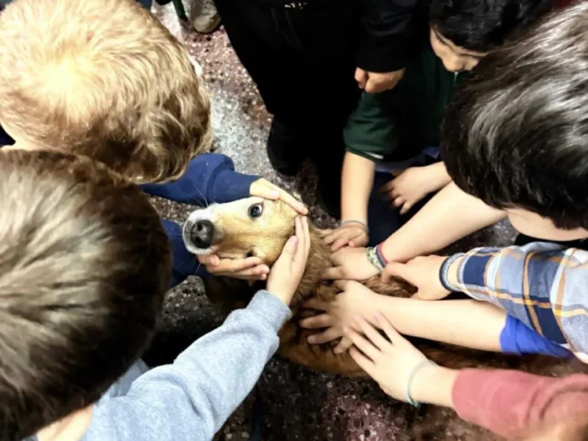 Μαθαίνουμε να αγαπάμε και να σεβόμαστε τα ζώα: Μια ξεχωριστή δράση στο Δημοτικό Σχολείο Ολύνθου