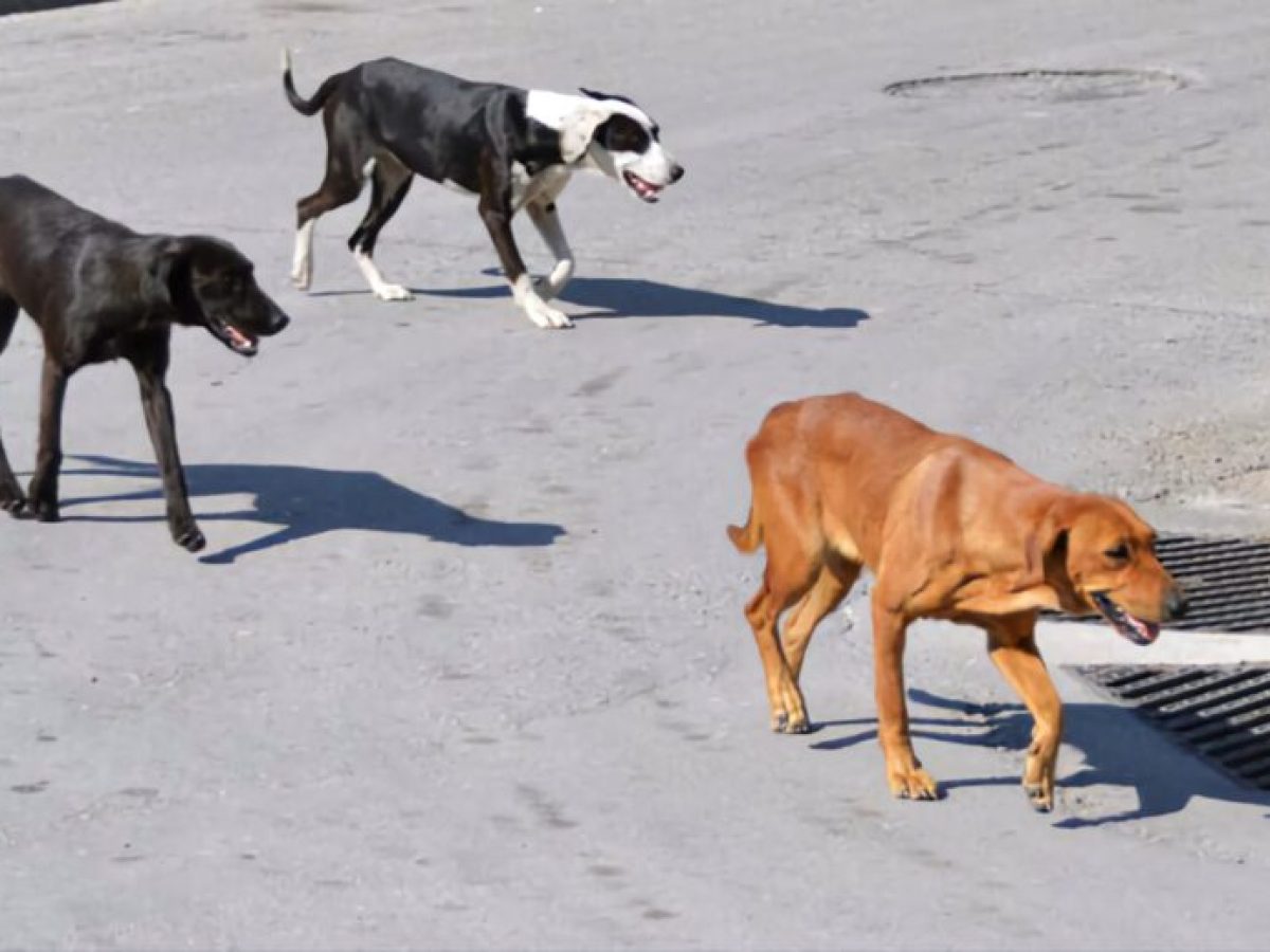 Μαζική εγκατάλειψη αδέσποτων σκύλων έξω από το Δημαρχείο καταγγέλλει ο Δήμος Βόλου