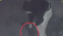 me-pirovolisan-ke-me-afisan-1