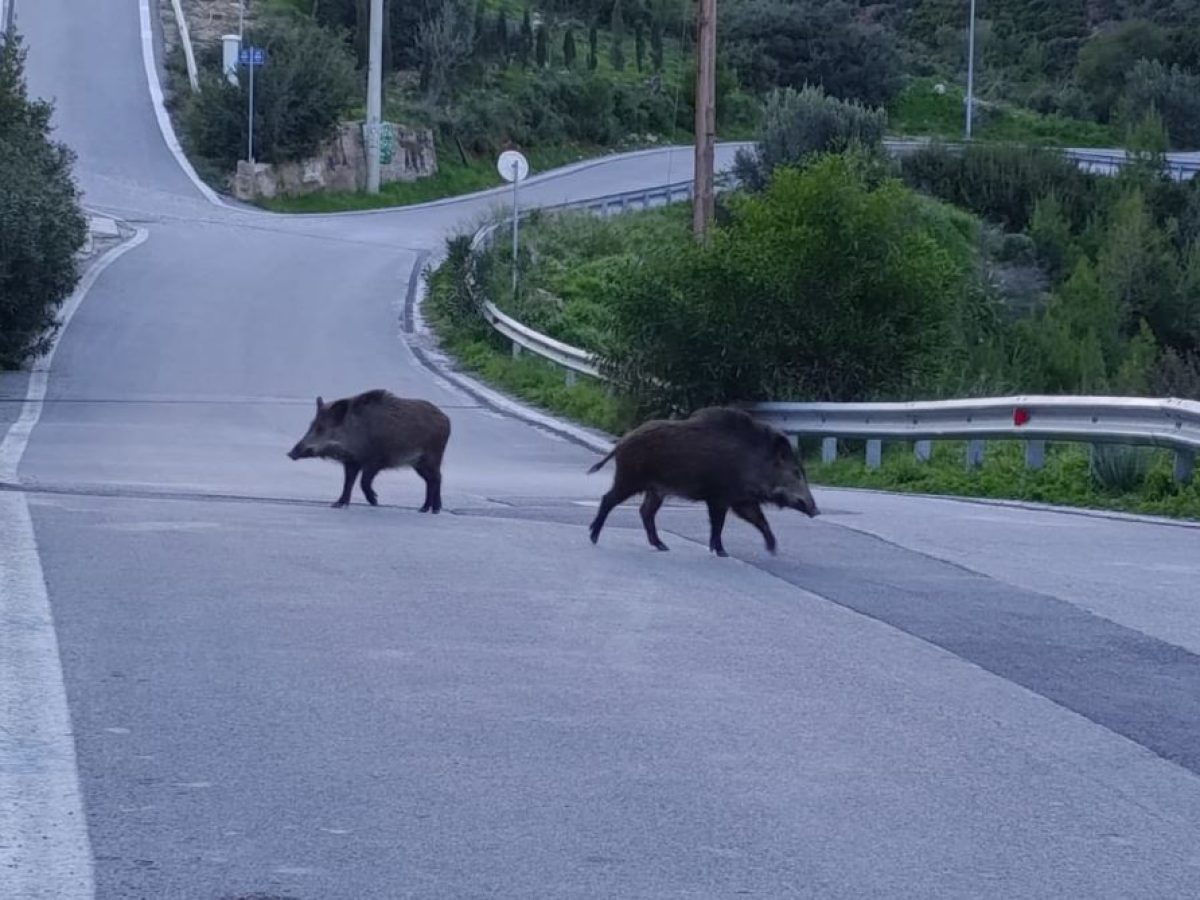 Μεγάλα αγριογούρουνα έκοβαν βόλτες στην οδό Ισμήνης στον Νέο Βουτζά