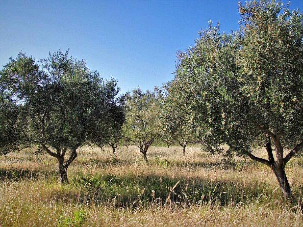 Μεσολόγγι: Ημερίδα για τη σύγχρονη αντιμετώπιση των ασθενειών της ελιάς