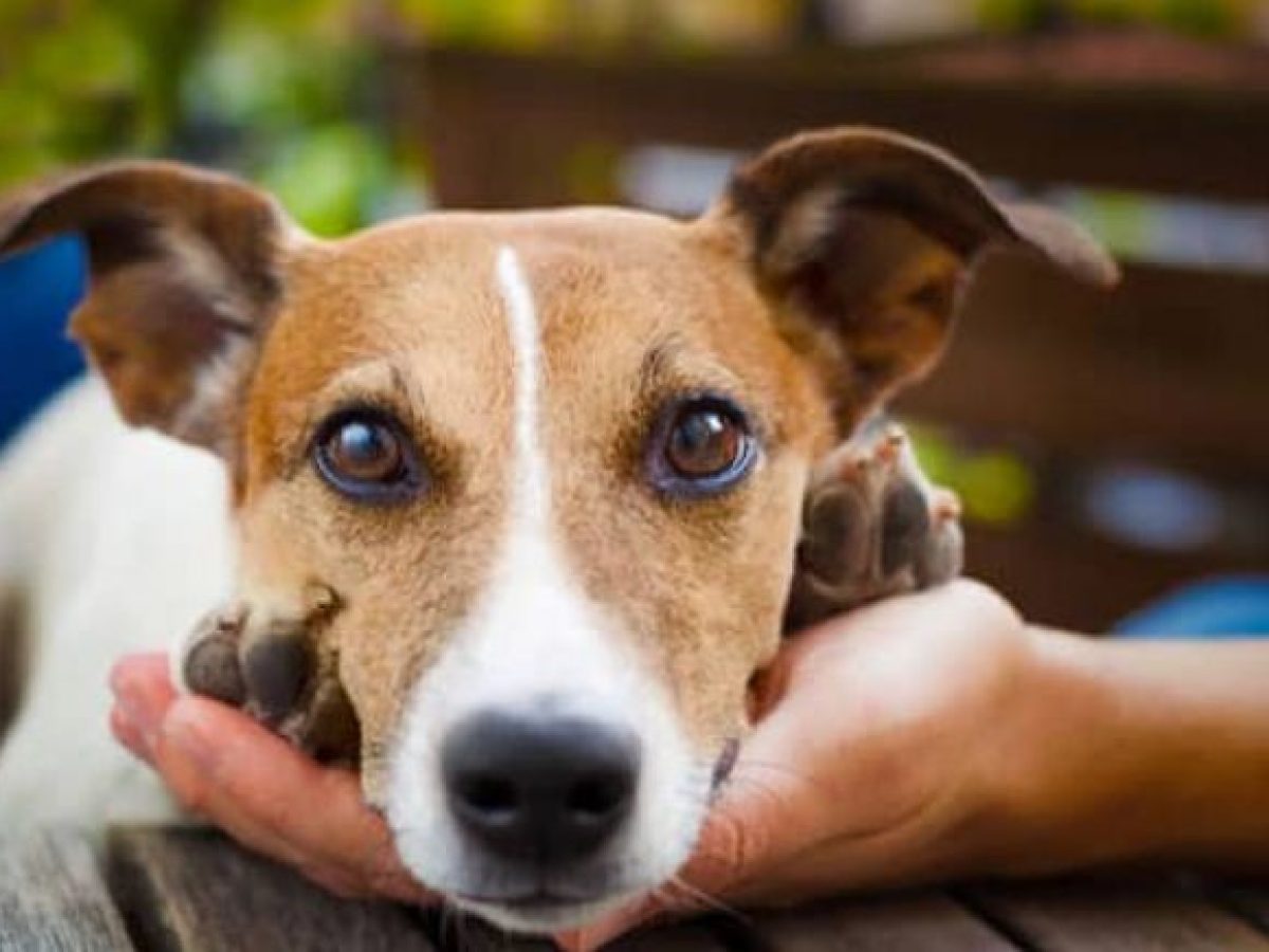 Μία σύλληψη στη Μάνη για παράβαση της νομοθεσίας περί ζώων συντροφίας