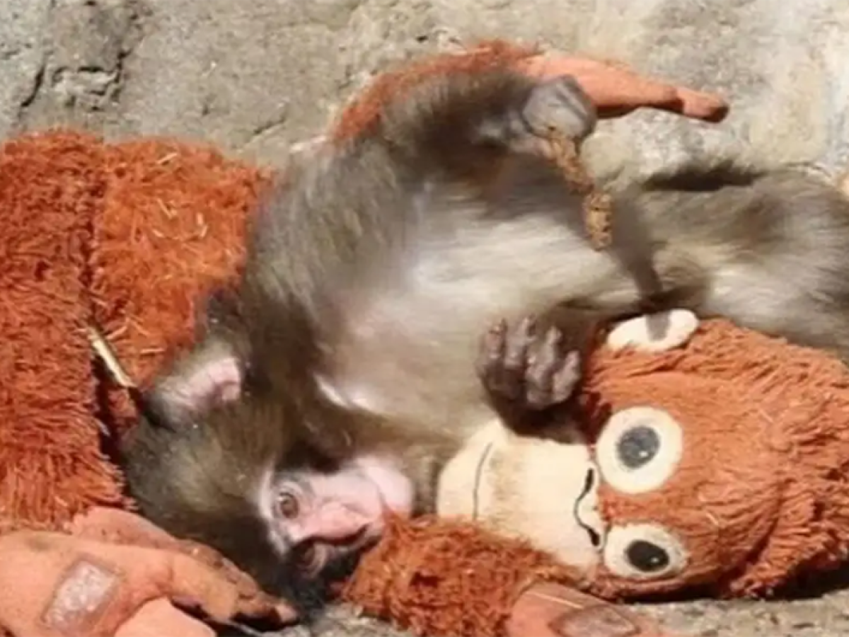 Μωρό μαϊμού βρίσκει παρηγοριά σε λούτρινο μετά την εγκατάλειψη από τη μητέρα του