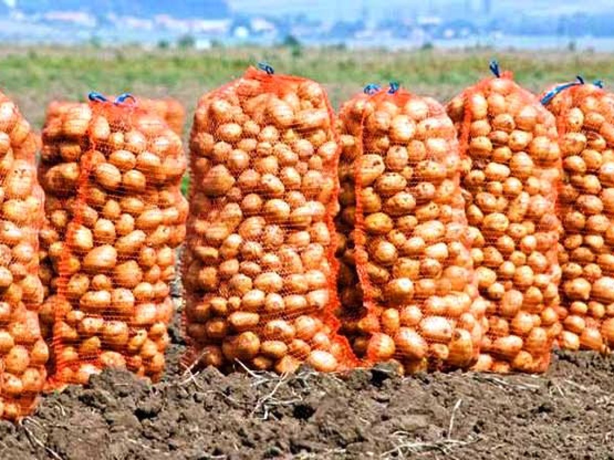 Να ενταχθεί η πατάτα Νευροκοπίου στο υπό εξαγγελία Μέτρο 25 για την αναπλήρωση του αγροτικού εισοδήματος Αναφορά Θ. Ξανθόπουλου στη Βουλή