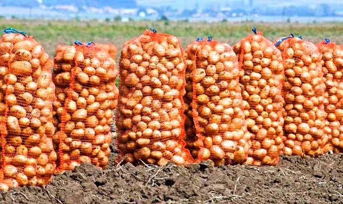 na-entachthi-i-patata-nevrokopiou