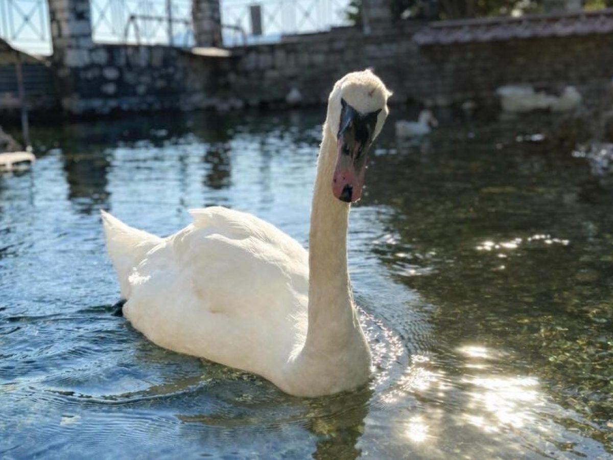 Ναύπακτος: Αφιέρωμα στον κύκνο που σημάδεψε για 20 χρόνια το Γρίμποβο