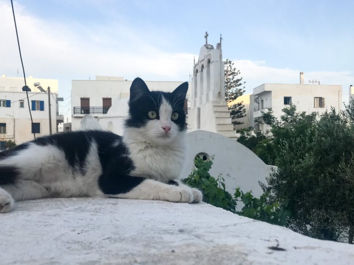 Νάξος: Δράσεις για τη διαχείριση των αδέσποτων ζώων – Κάλεσμα συμμετοχής των πολιτών