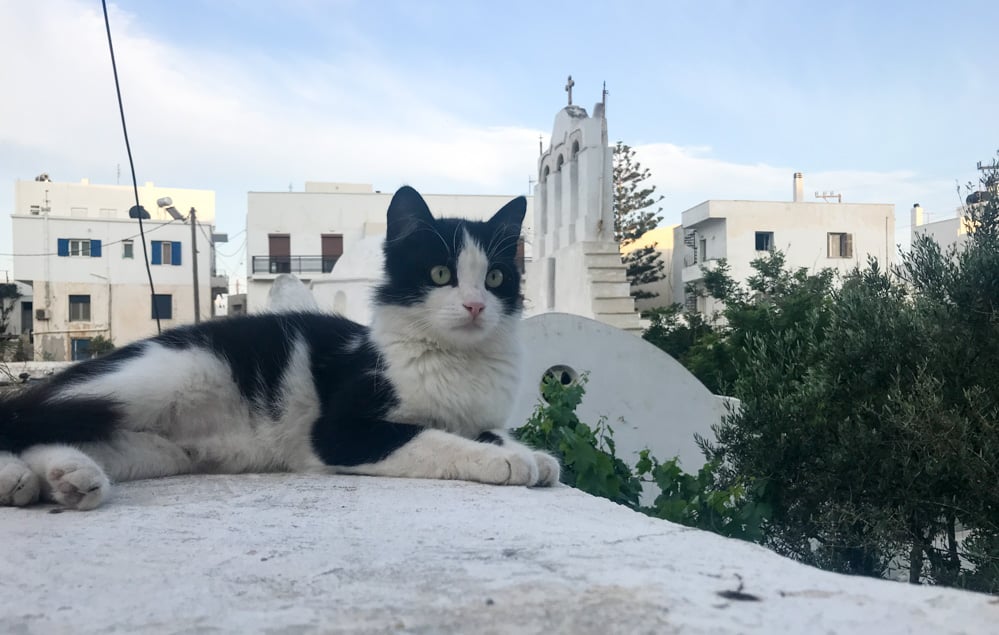 naxos-drasis-gia-ti-diachirisi