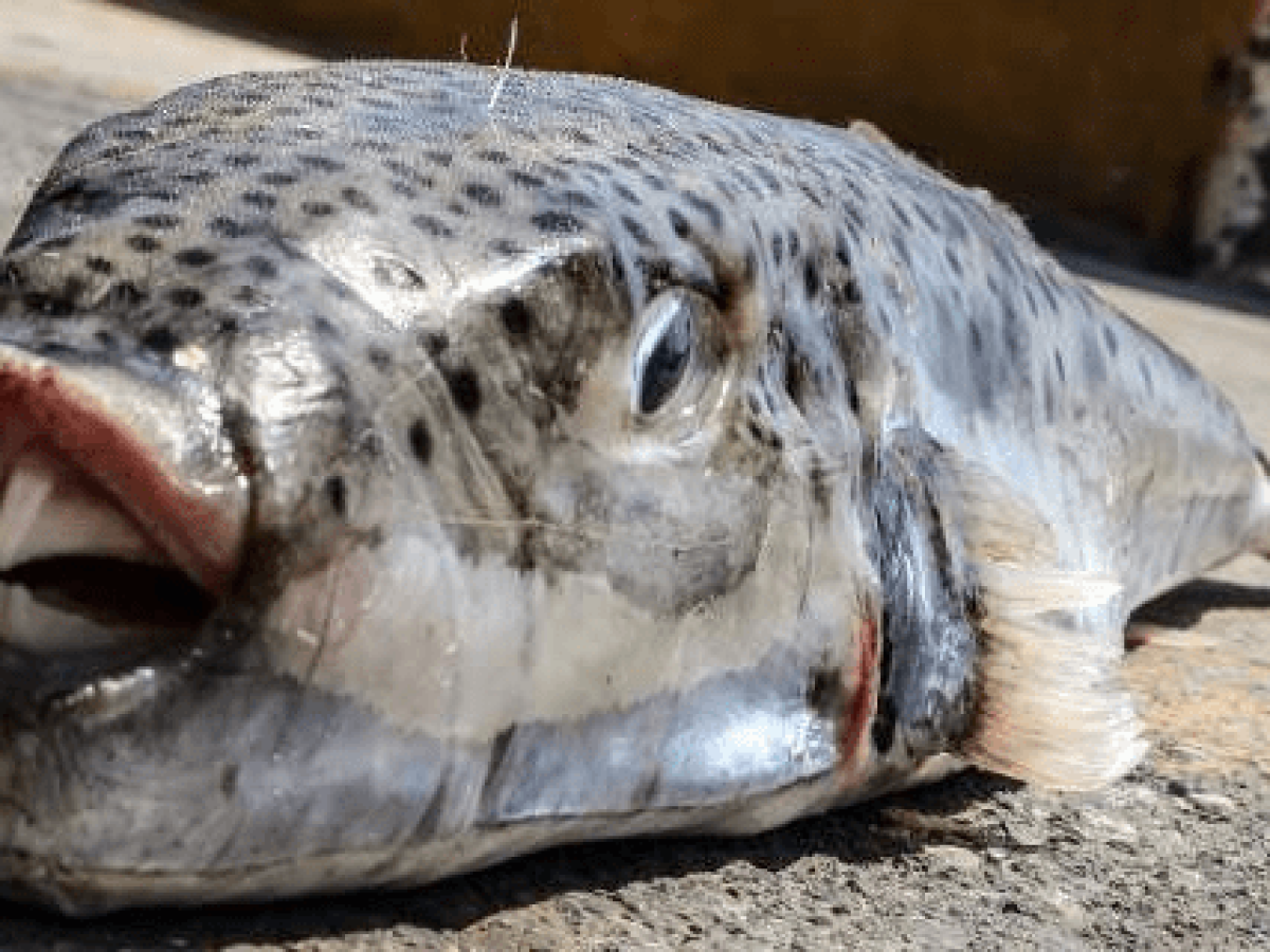 ΝΕ ΣΥΡΙΖΑ Κυκλάδων: Ερώτηση στη Βουλή για την αντιμετώπιση των εισβολικών ειδών και τη στήριξη των αλιέων