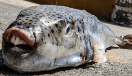 ne-sirizΑ-kikladon-erotisi-sti