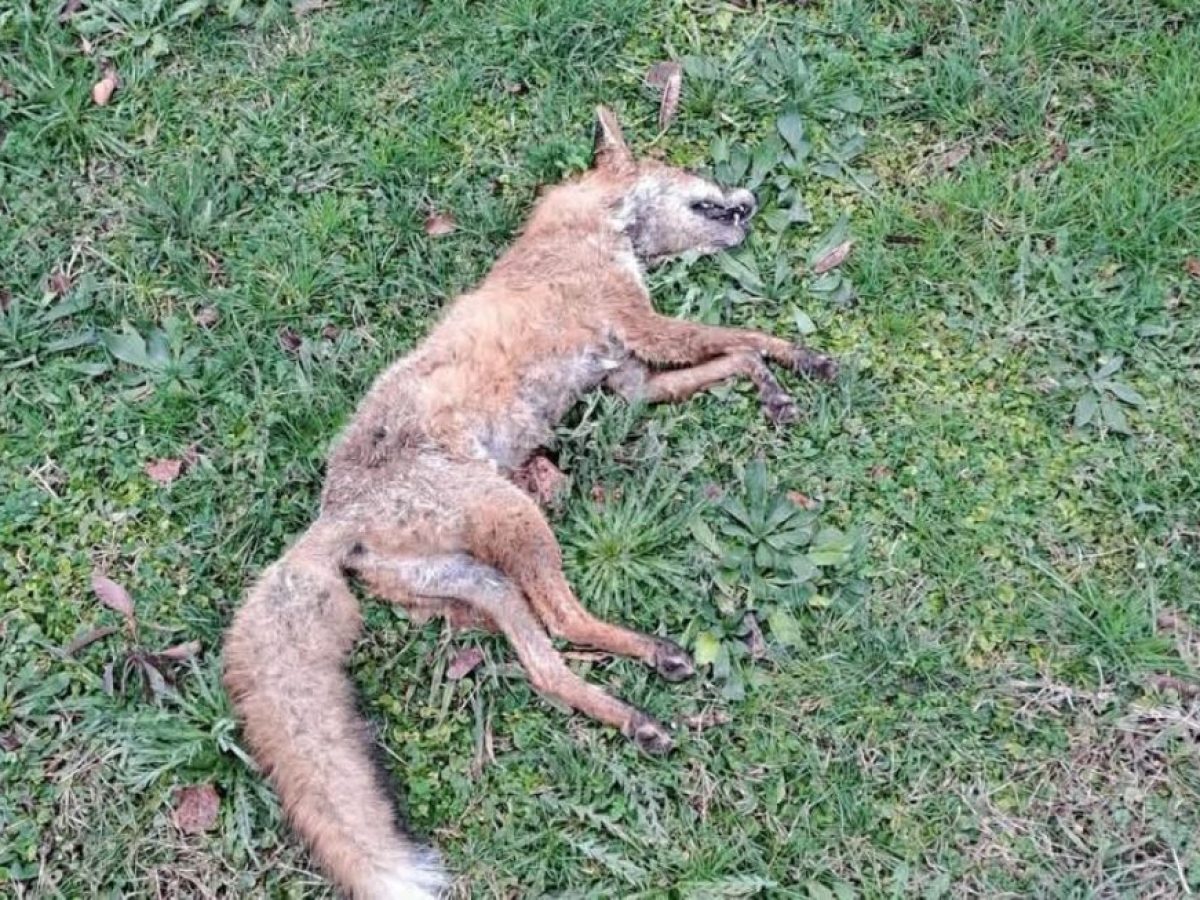 Νεκρή αλεπού παραμένει για ημέρες στα μέρη μας