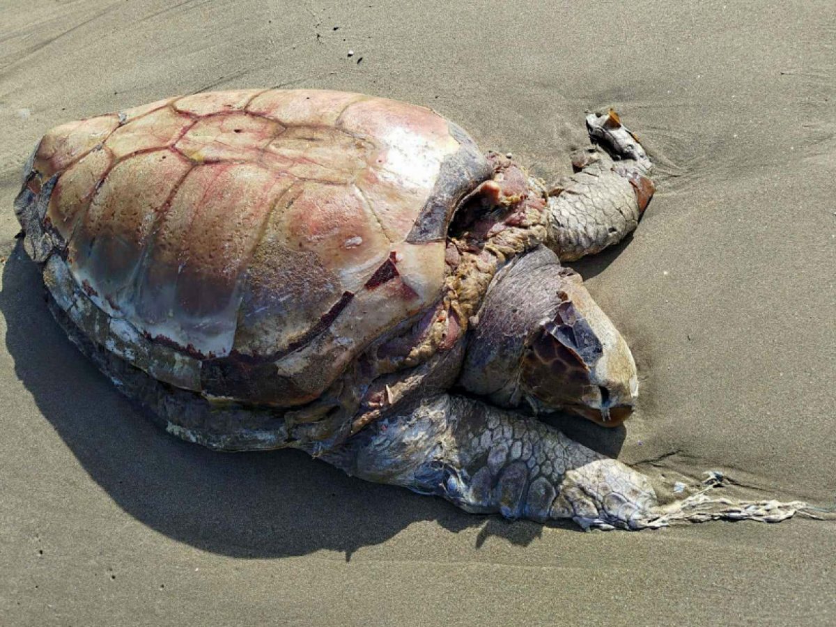 Νεκρή χελώνα καρέτα-καρέτα στον Γαλησσά Σύρου