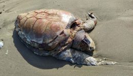 nekri-chelona-kareta-kareta-ston-galissa