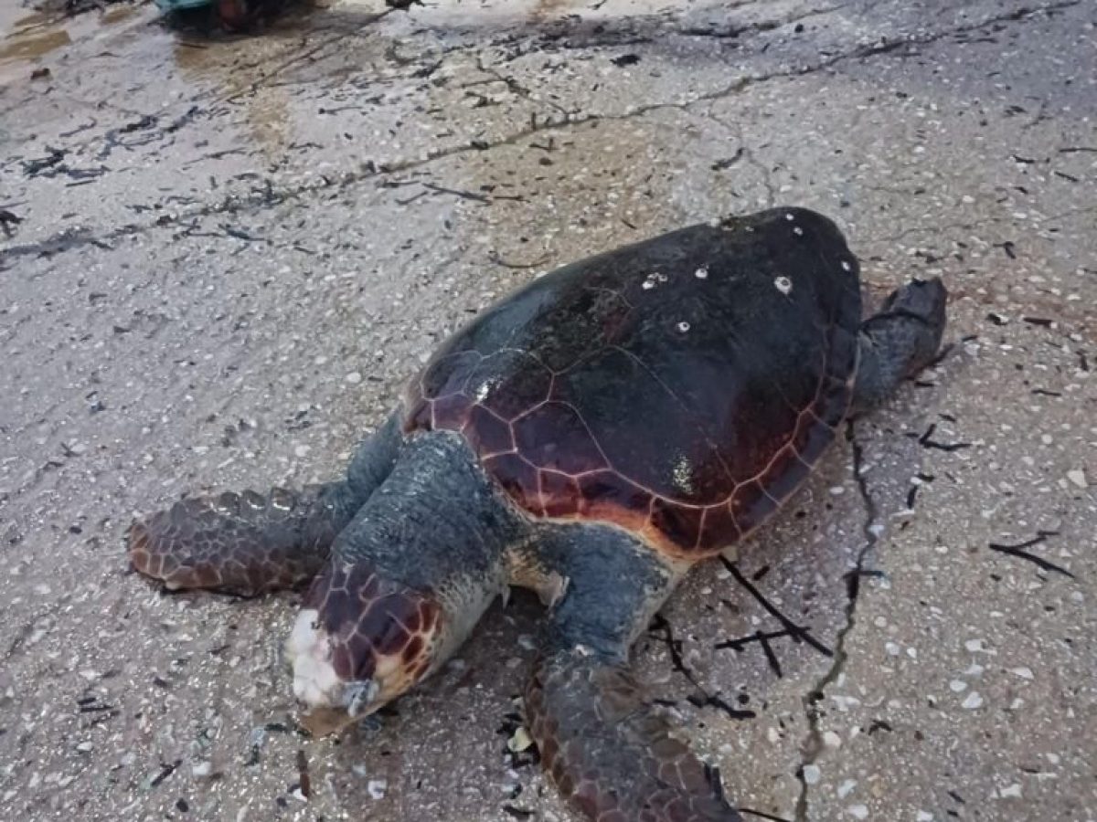 Νεκρή θαλάσσια χελώνα Caretta-Caretta στον Ξηρόκαμπο Λέρου – Άμεση κινητοποίηση των Αρχών