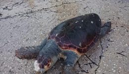 nekri-thalassia-chelona-Caretta-Caretta-ston
