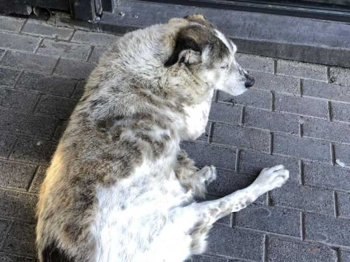 Ο Δήμος Χαλκιδέων προτίθεται να κατασκευάσει καλλιτεχνικό ομοίωμα προς τιμήν του αδέσποτου σκύλου Τάσου