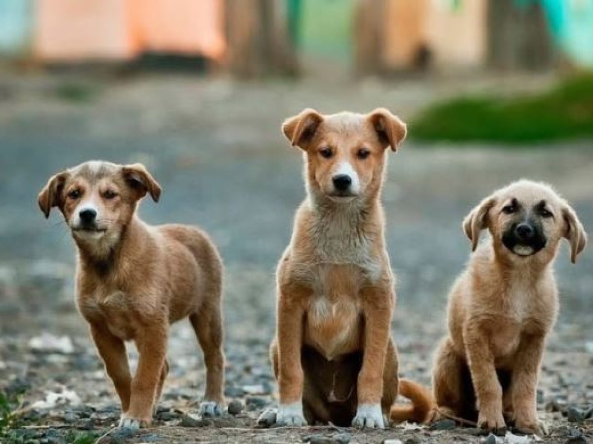 Ο Δήμος Θήρας αναζητά χώρο για τη δημιουργία καταφυγίου αδέσποτων ζώων συντροφιάς