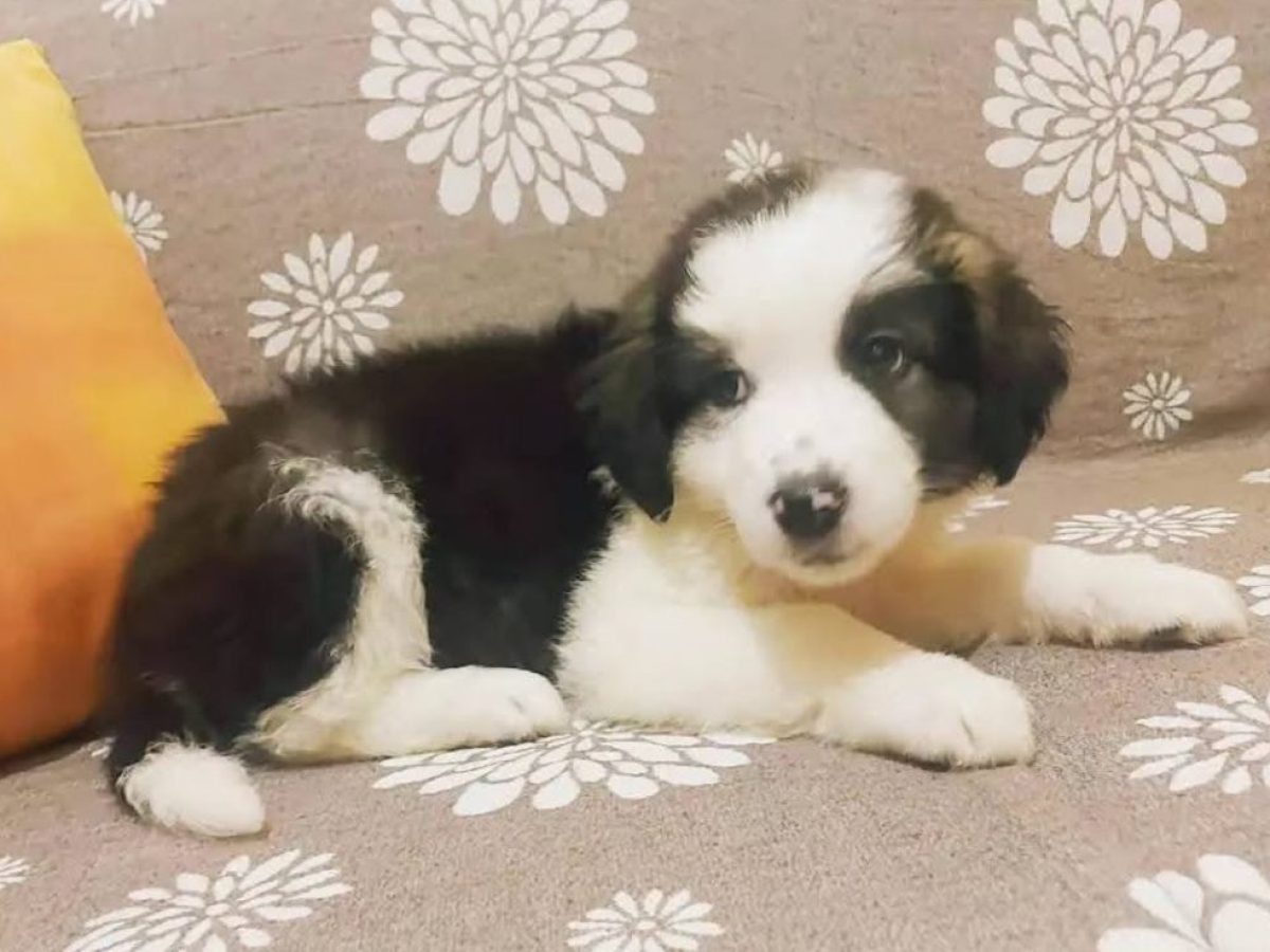 Ο πανέμορφος Νικήτας αναζητά σπίτι και μία ζεστή αγκαλιά