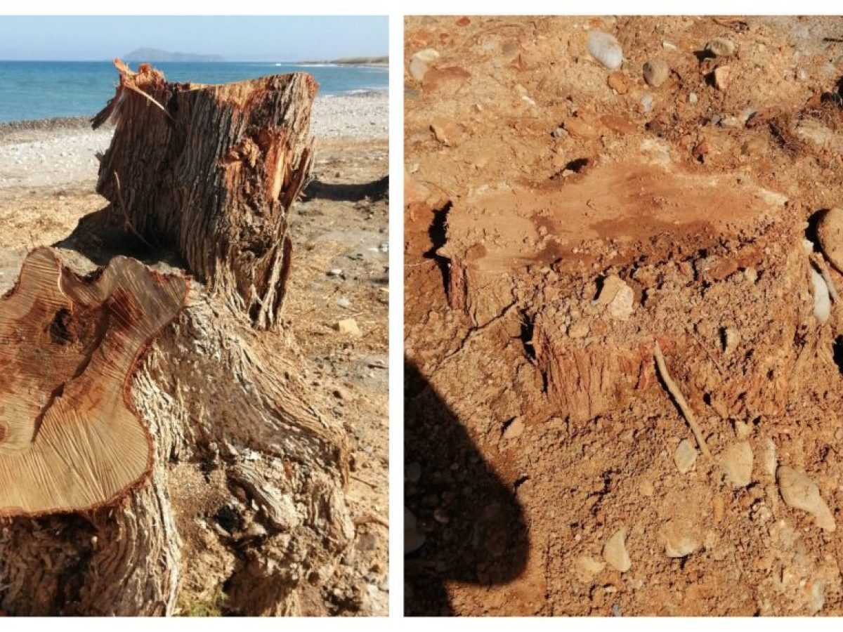 “Όλα τα κατακόβουν, τι μανία κι αυτή…”: Σφοδρές αντιδράσεις για τις «βαριές» κλαδεύσεις σε Ταυρωνίτη και ΔΕΥΑΒΑ