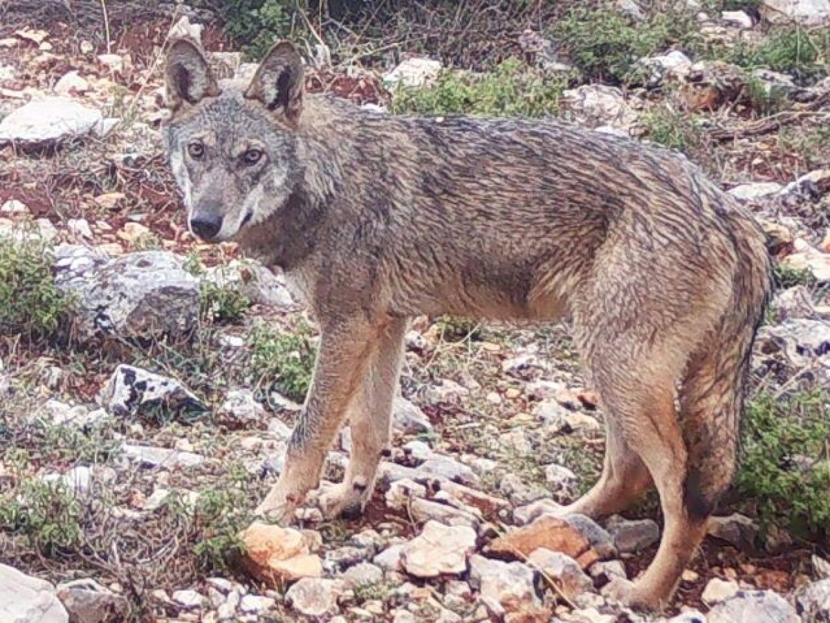 Ομάδα περιηγητών δέχθηκε επίθεση από λύκο ανάμεσα σε Κρυονέρι και Βασιλικά Κτήματα
