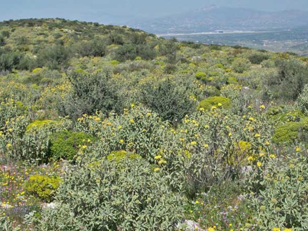 Ομηρεία χιλιάδων πολιτών στο Λασίθι: Στο 4% η εξέταση αντιρρήσεων για τους Δασικούς Χάρτες