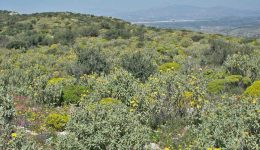 omiria-chiliadon-politon-sto-lasithi