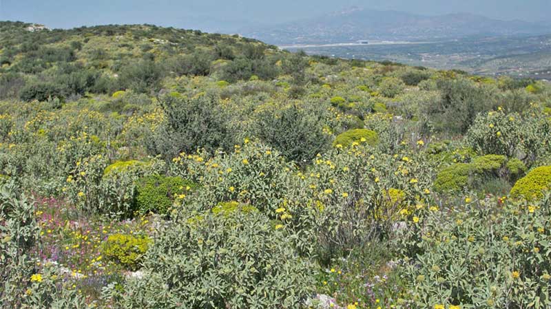 omiria-chiliadon-politon-sto-lasithi