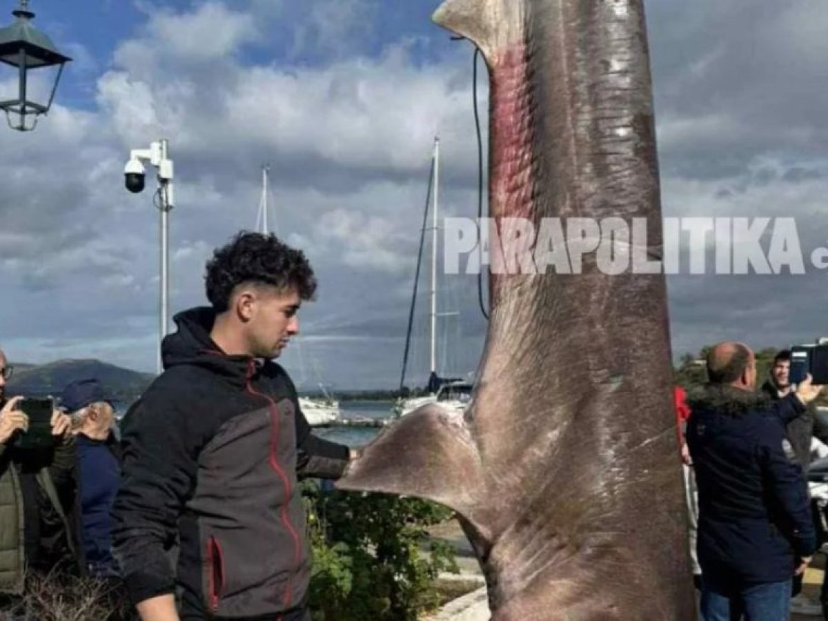 Πάλαιρος Αιτωλοακαρνανίας: Ψαράς έπιασε καρχαρία 300 κιλών