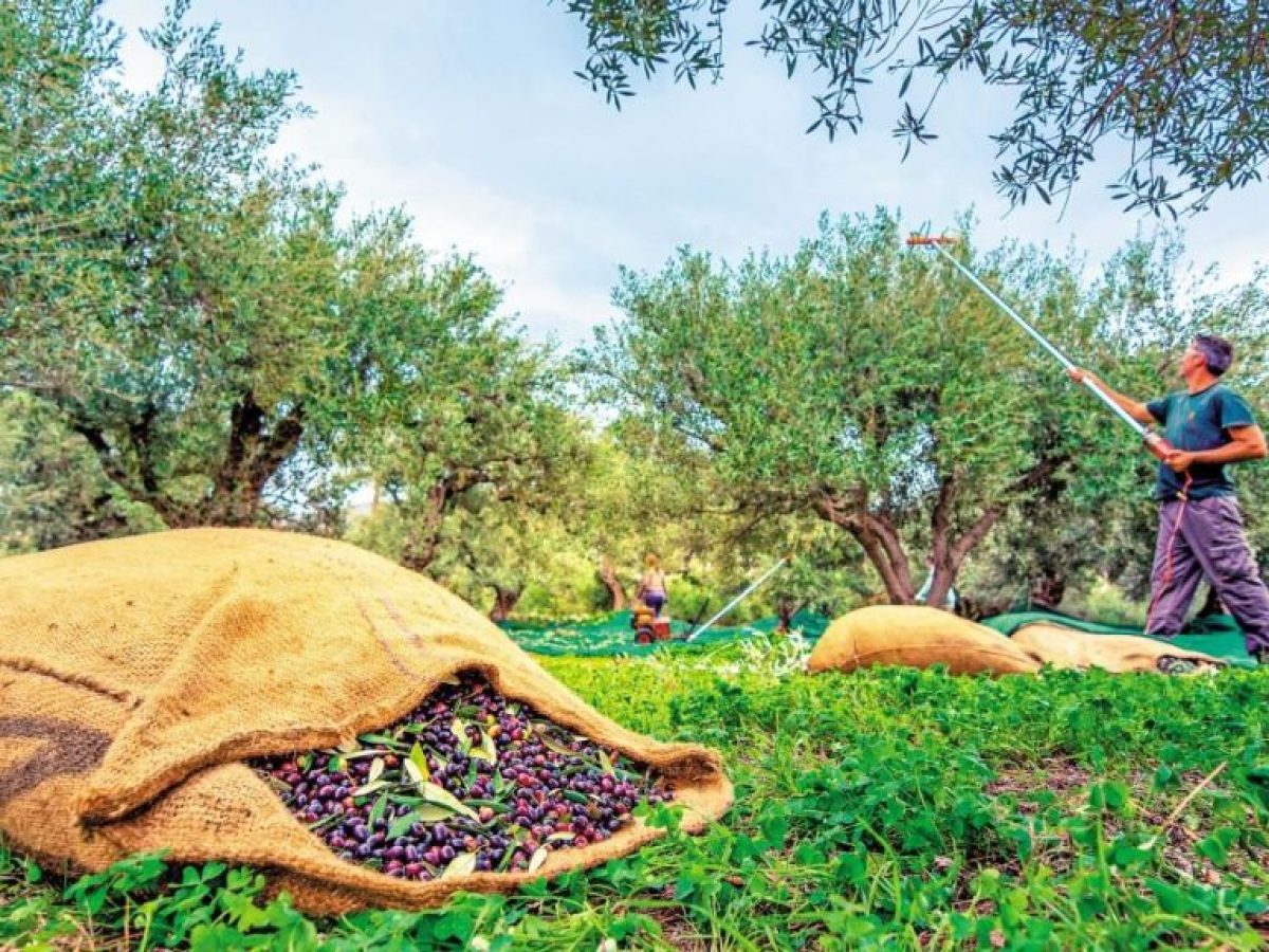 Παραγωγή ελαιόδεντρων: Υποχρέωση δήλωσης στο ελαιοκομικό μητρώο