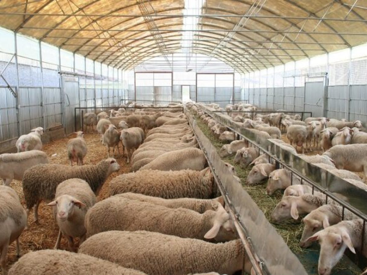 Παραμένει η ανησυχία στους κτηνοτρόφους