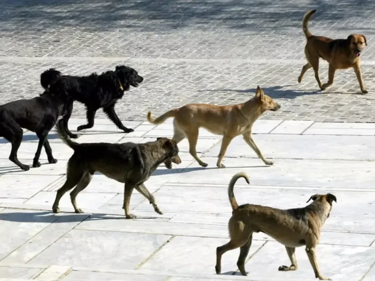 Παραβόλα: Αδέσποτα σκυλιά πέταξαν κάτω ιερέα