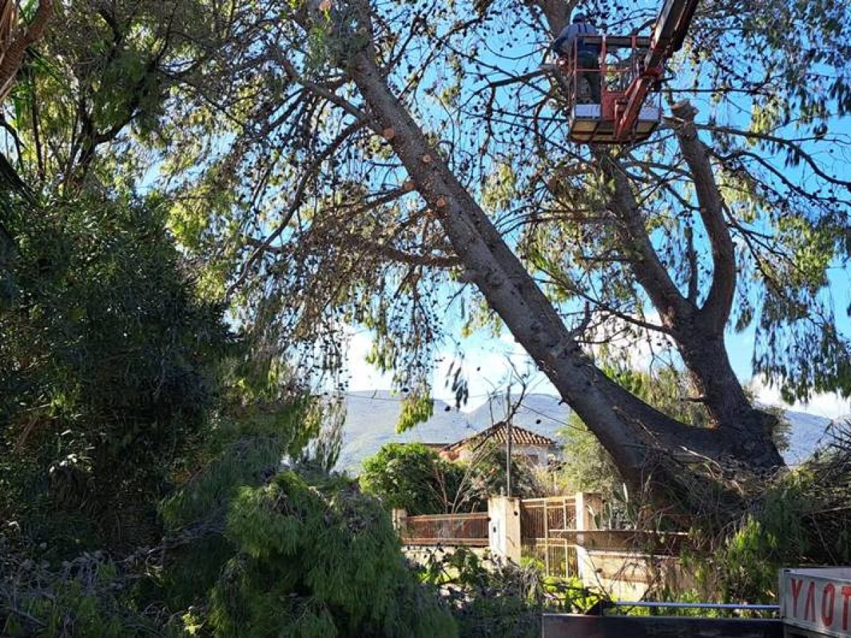 Παρεμβάσεις μετά από πτώση δέντρου από την Πολ. Προστασία της Π.Ε. Ζακύνθου – Προβλήματα και στο Κοιλιωμένο (φώτο-βίντεο)
