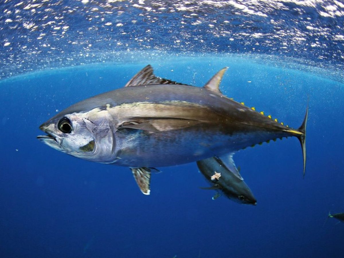 Πέντε λιμάνια της Π.Ε. Καλύμνου στους καθορισμένους λιμένες εκφόρτωσης/μεταφόρτωσης ξιφία και τόνου. Στην Αγία Μαρίνα και το Παρθένι σε ότι αφορά το νησί της Λέρου