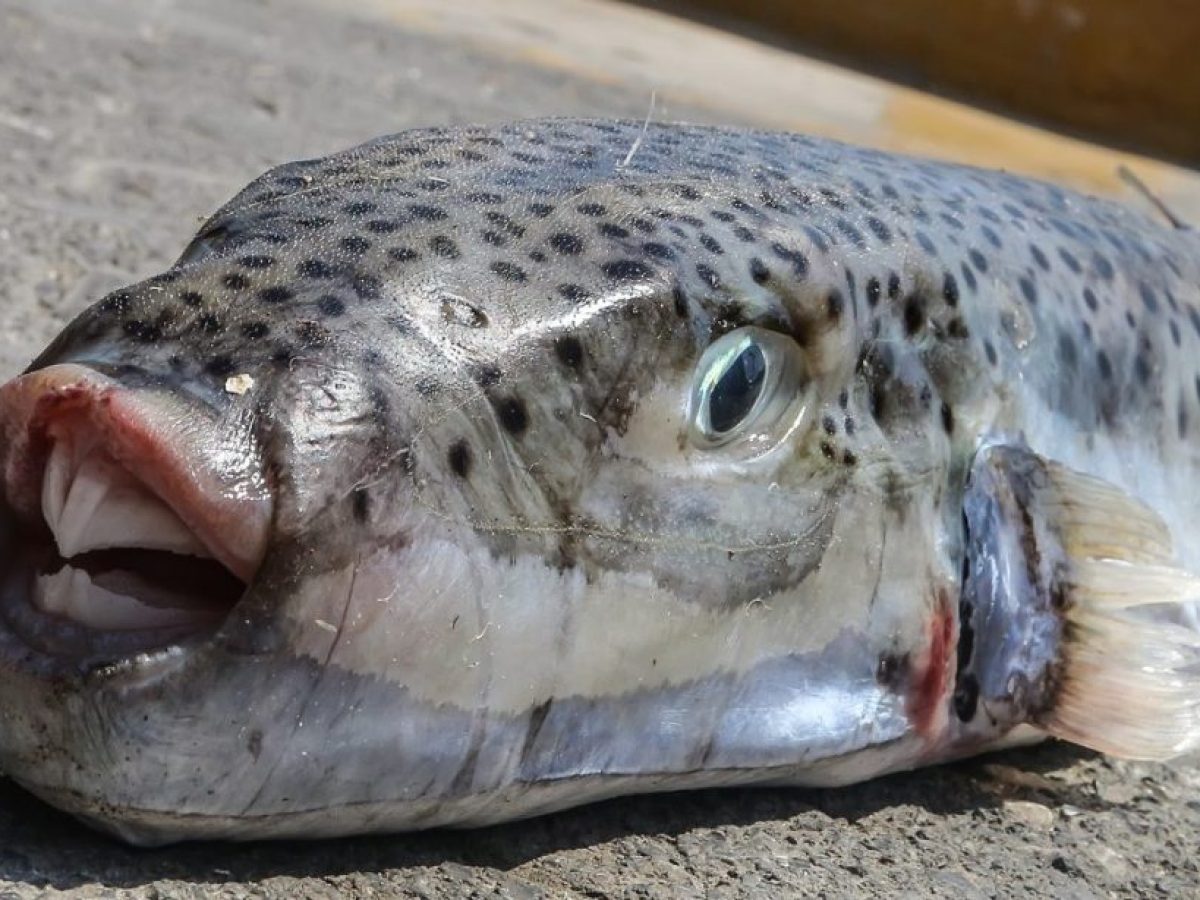 Περιφέρεια Κρήτης: Παγίδες για το λεοντόψαρο και ειδικό αλιευτικό εργαλείο για τον λαγοκέφαλο