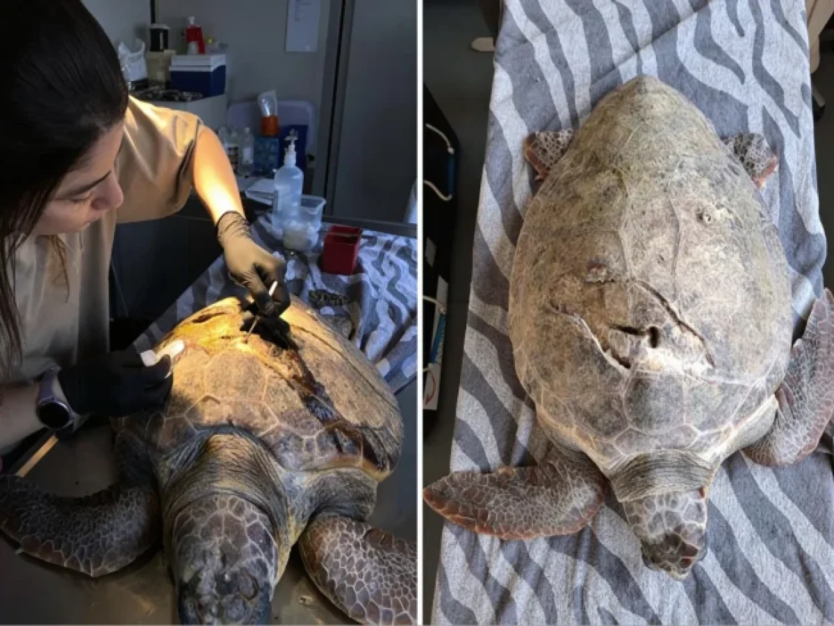 Περιθάλπουν τη θαλάσσια χελώνα που βρέθηκε στη Βουλιαγμένη