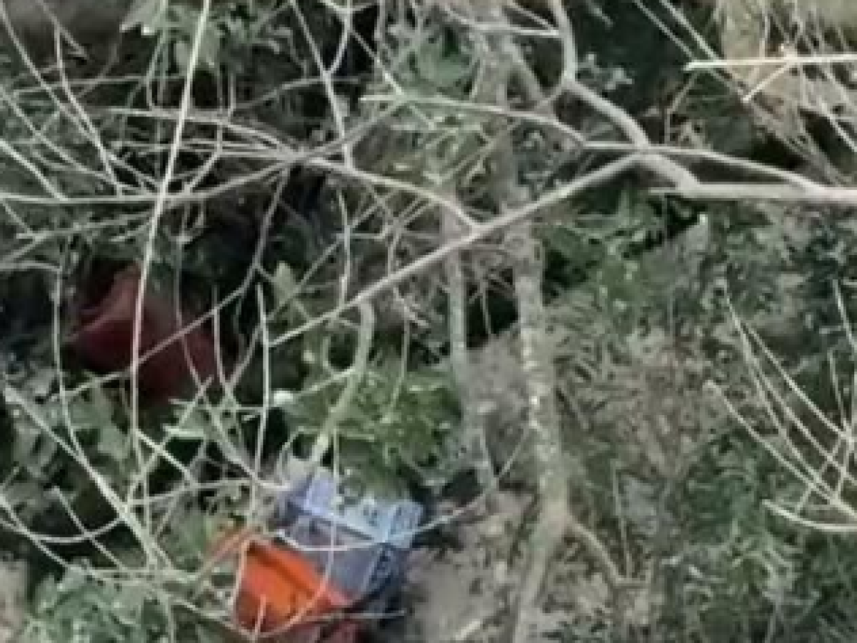 Πέταξαν νεκρά ζώα και στην Άνω Βασιλική Ναυπακτίας. Βίντεο