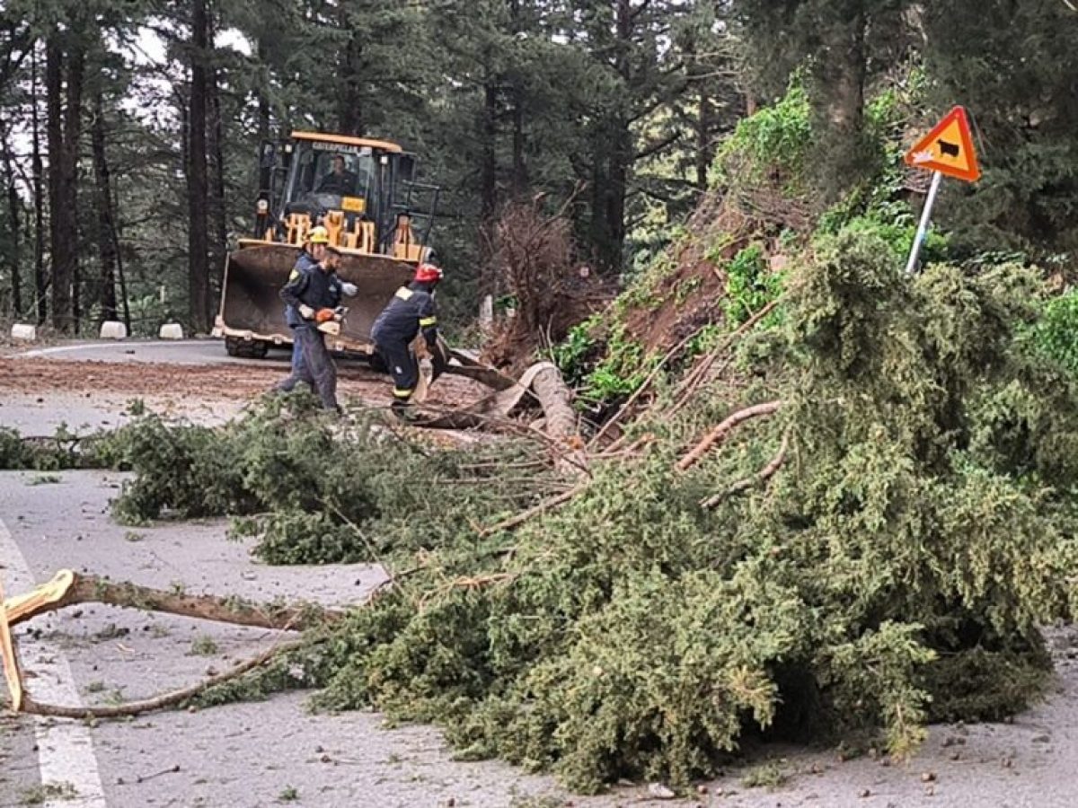 Πολιτική Προστασία και Πυροσβεστική στη Ζιά: Απομακρύνθηκαν εσπευσμένα 5 επικίνδυνα δέντρα