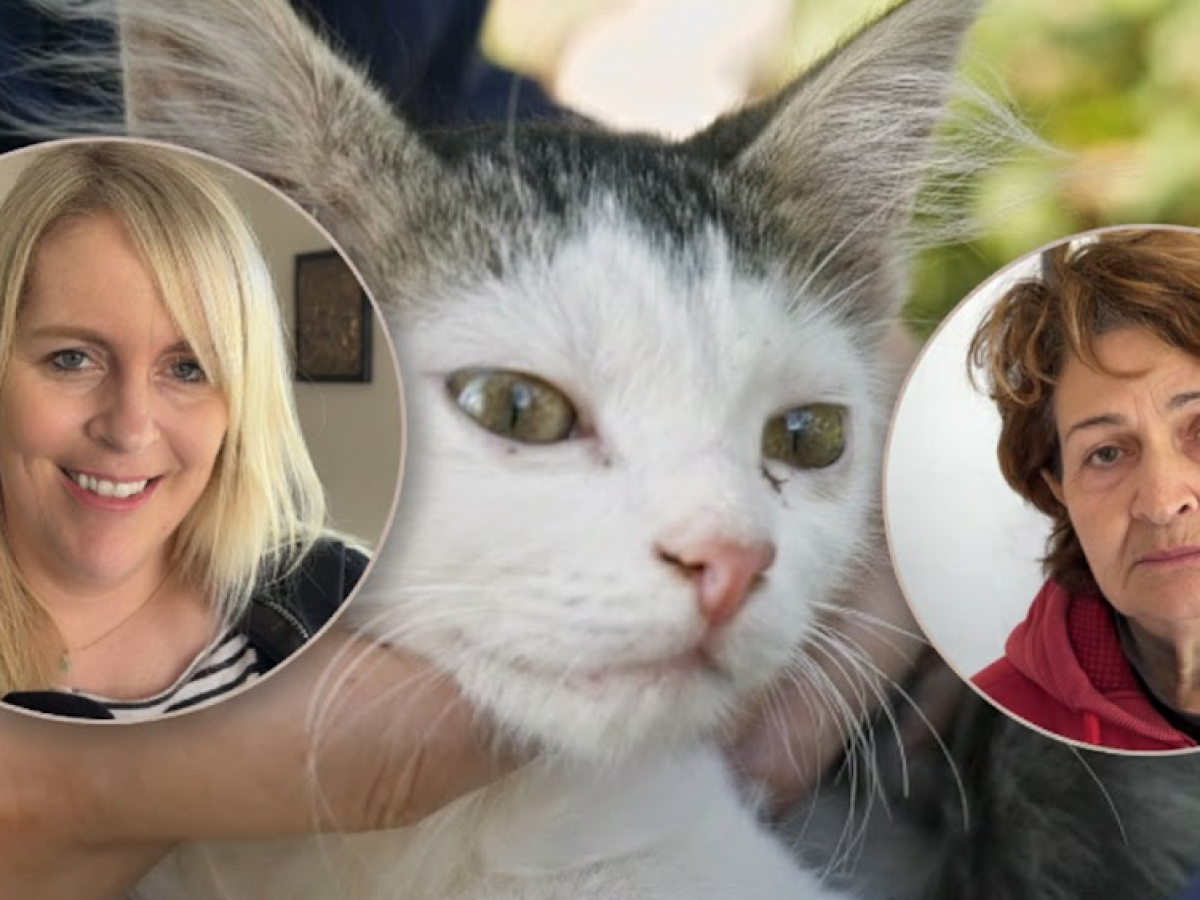 Πρόγραμμα δωρεάν στειρώσεων στη Ναυπακτία: Πάνω από 100 γάτες έχουν ήδη στειρωθεί – Βίντεο δηλώσεις