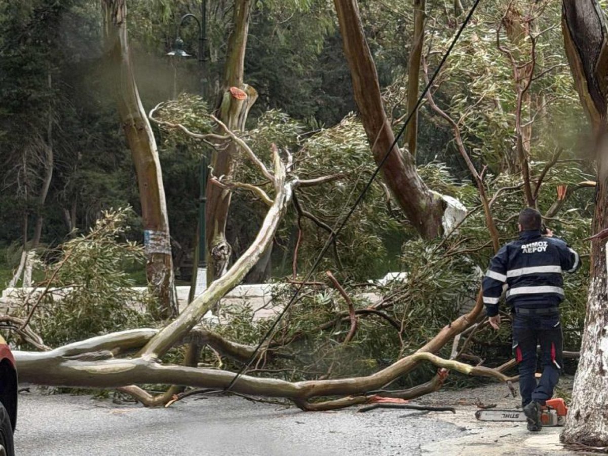 Πτώση μεγάλου δέντρου στο Κουλούκι της Λέρου – Άμεση επέμβαση του Δήμου παρά τις αντίξοες συνθήκες
