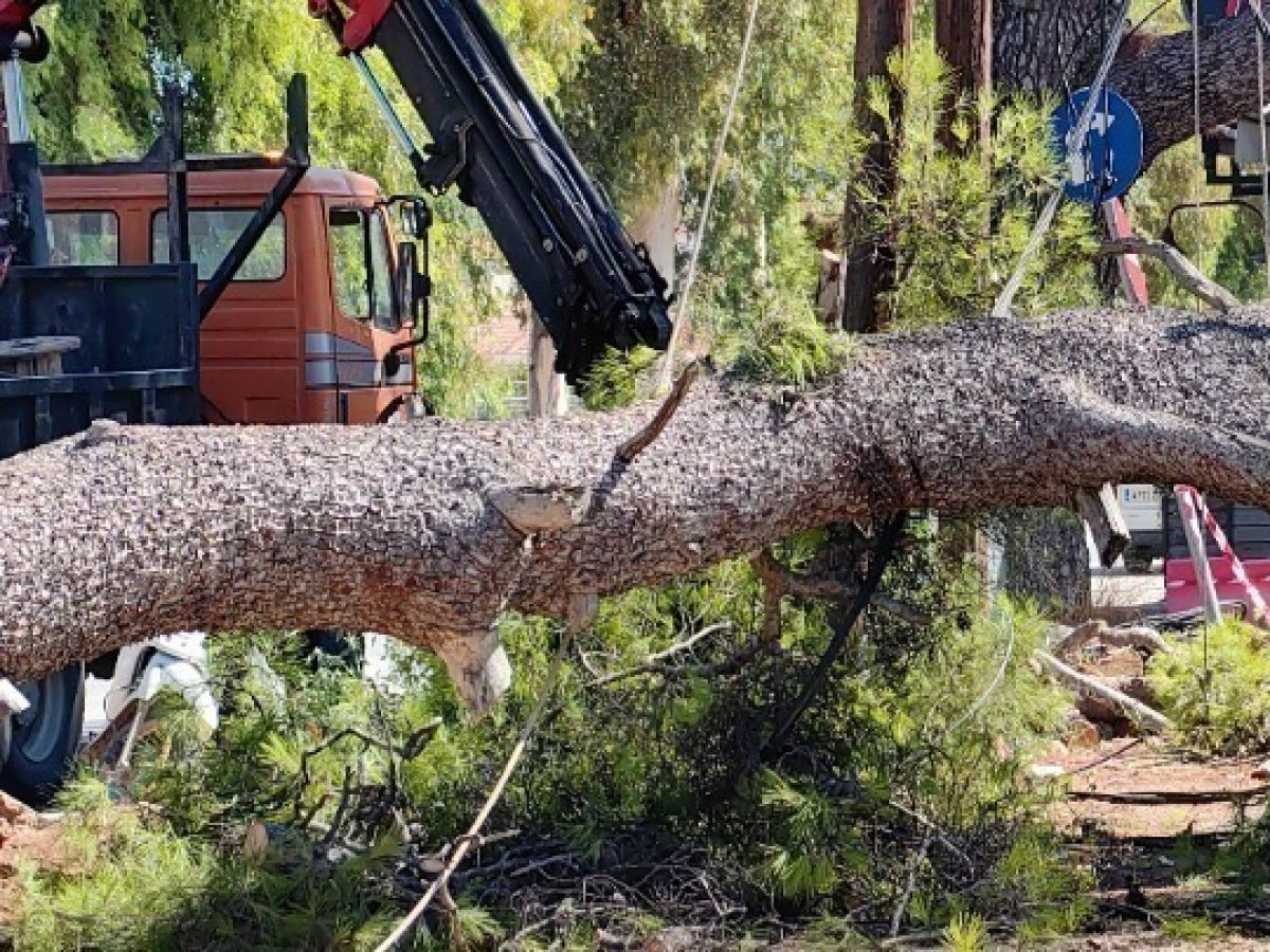 Σαρώνουν οι νοτιάδες την Κρήτη – Πτώση δέντρων, προβλήματα στις αεροπορικές πτήσεις