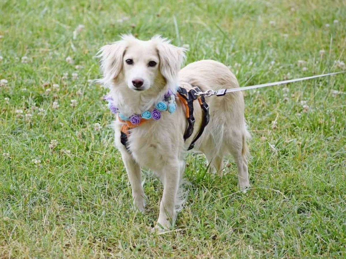 Σαρωτικοί έλεγχοι για δεσποζόμενα ζώα στην Αλεξανδρούπολη