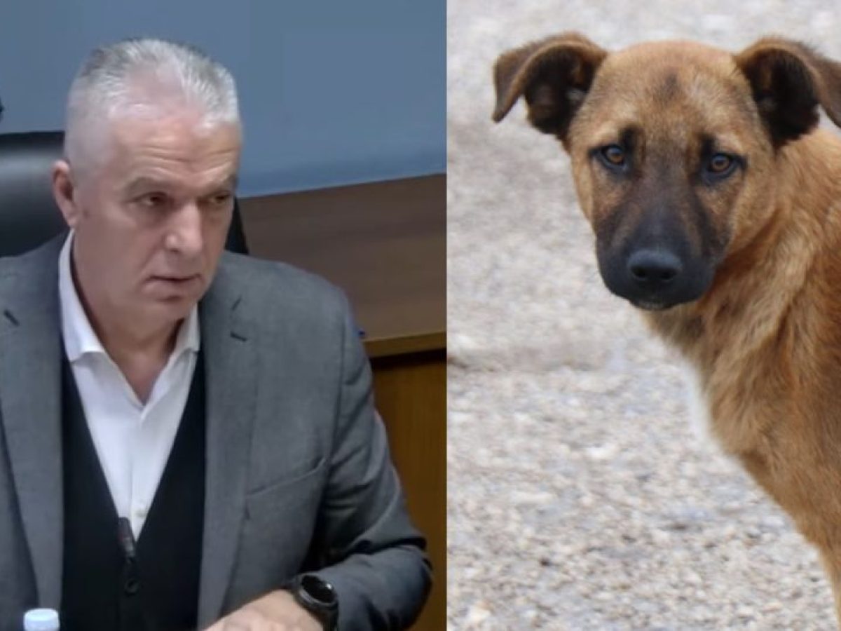 Σχεδόν 100.000 ευρώ για τα αδέσποτα στον Δήμο Αμυνταίου – 13 επιθέσεις το 2025, το 2ο συχνότερο είδος καταγεγραμμένων συμβάντων στον Δήμο