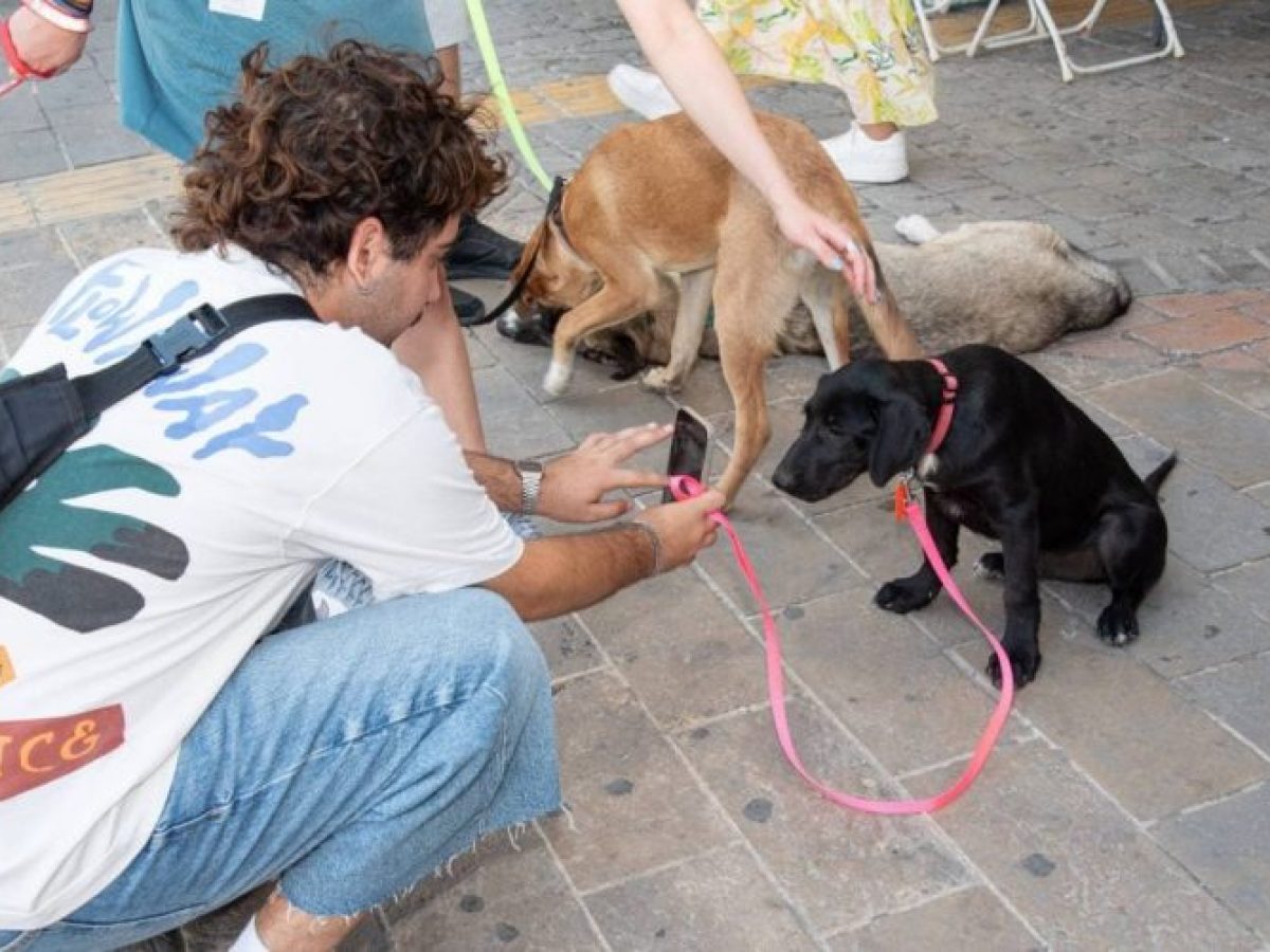 Σε διαβούλευση τέθηκε το Επιχειρησιακό Πρόγραμμα Διαχείρισης Αδέσποτων του Δήμου Αμαρουσίου