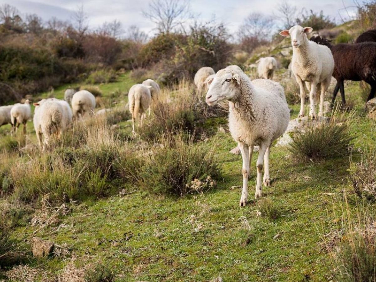 Σε επιφυλακή η Αιτωλοακαρνανία για την ευλογιά αιγοπροβάτων -«Το επόμενο τρίμηνο είναι το πλέον κρίσιμο»