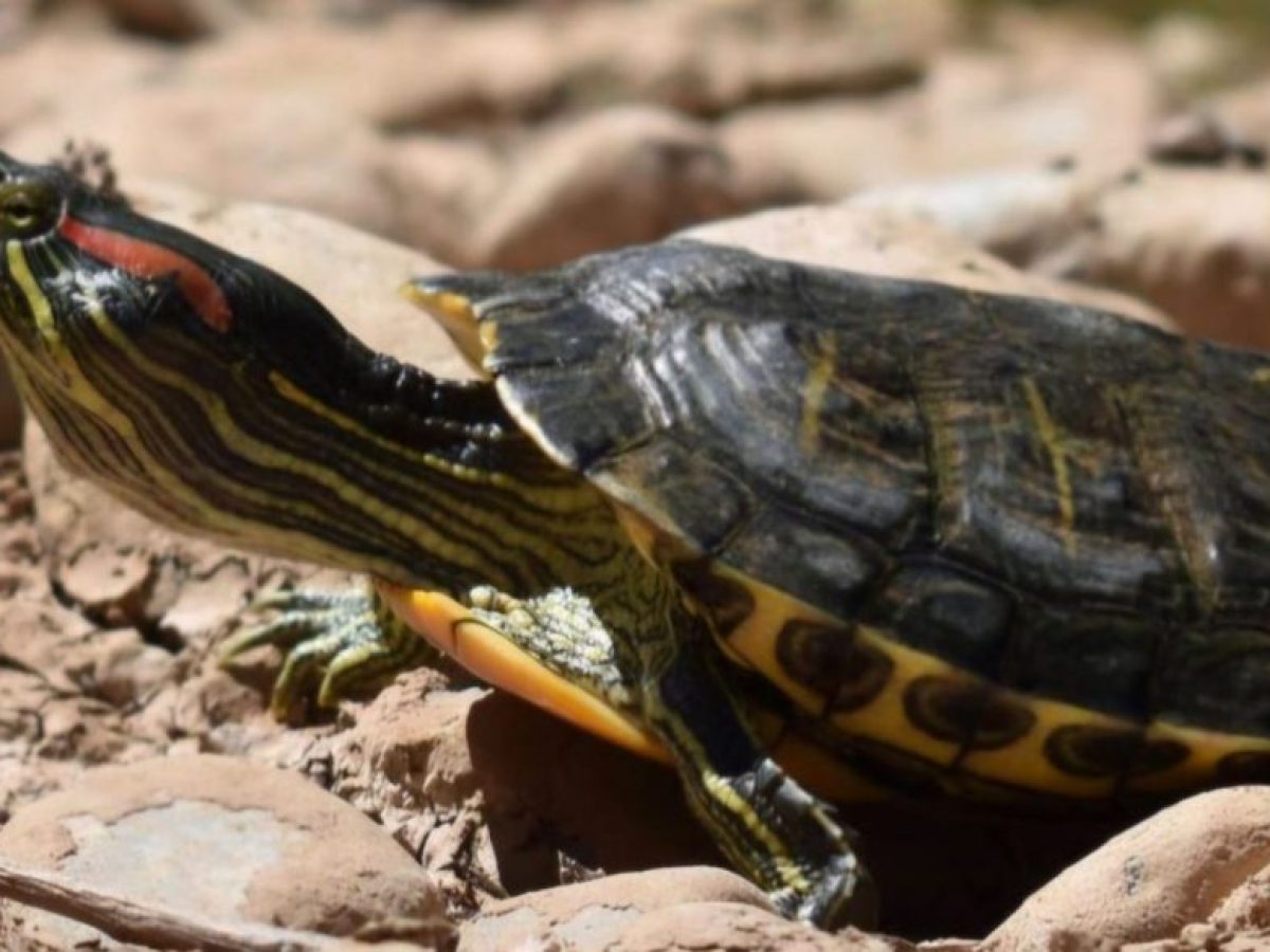 Σε κίνδυνο ο μοναδικός νησιωτικός «βιολογικός θησαυρός» στην Εύβοια