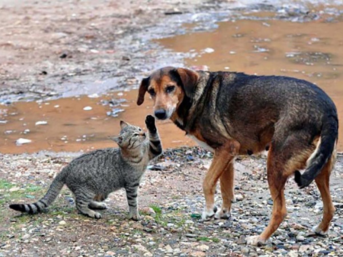 Συγκροτήθηκε η 5μελής επιτροπή του  Δήμου Ρόδου για το πρόγραμμα αδέσποτων