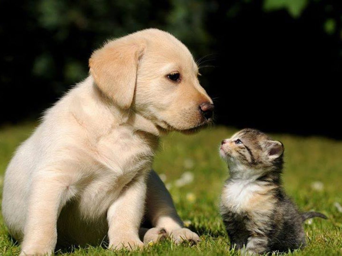 Σύλλογος Ζωόφιλων ΝΤΟΡΙΣ: Με βαθιά συγκίνηση και ευγνωμοσύνη ευχαριστούμε όλους όσους μας τίμησαν με την παρουσία τους