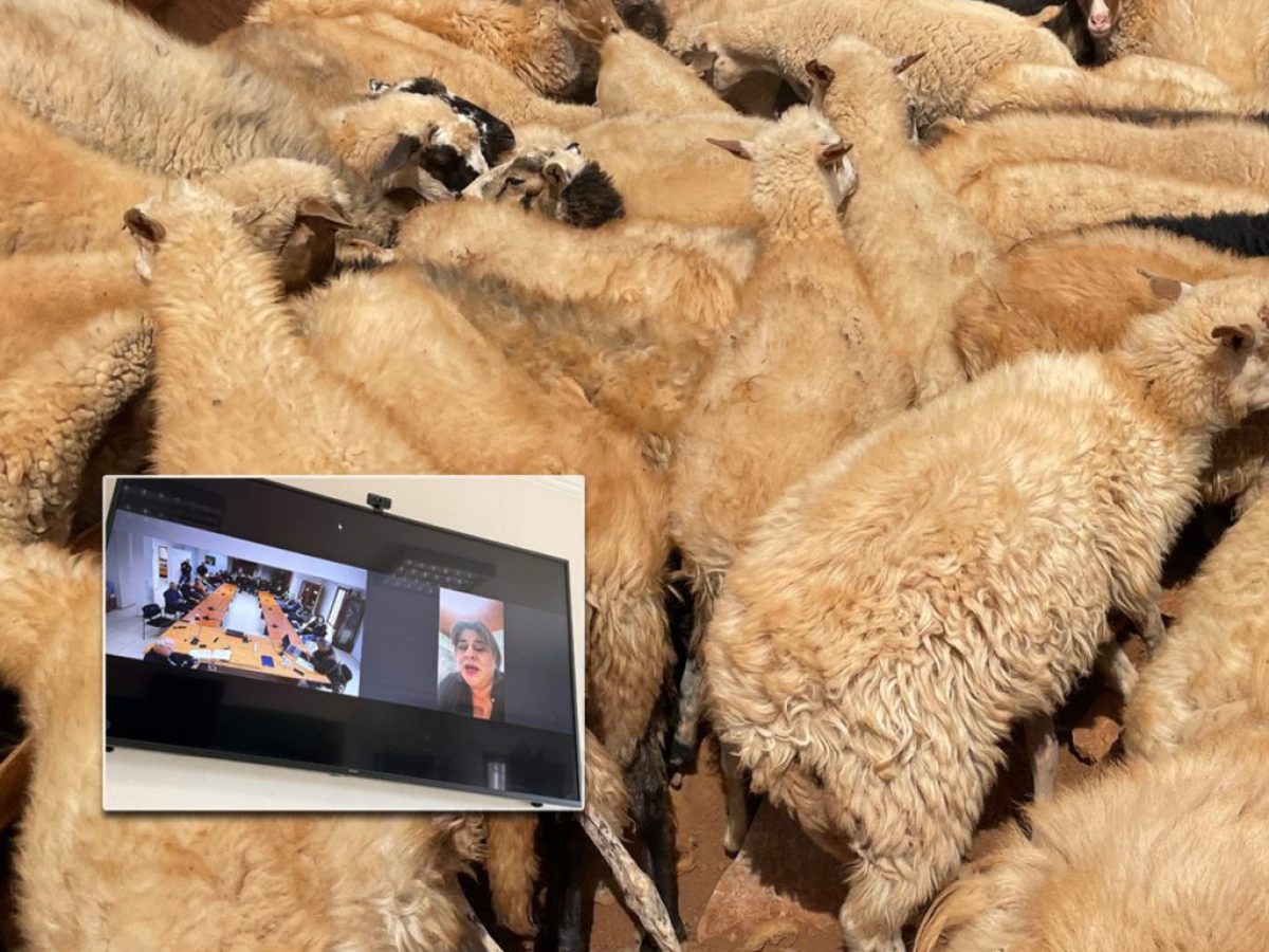 Συναγερμός στη Σκύρο για την Ευλογιά: Οδηγός επιβίωσης για τους κτηνοτρόφους και τα νέα μέτρα σφαγής