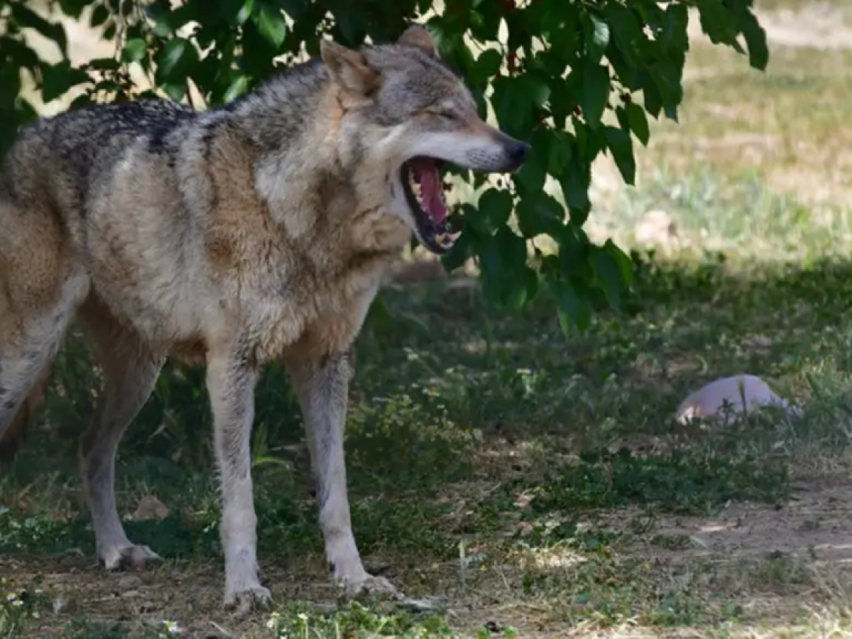 Συναγερμός στο Τατόι: Επίθεση Λύκου σε Περιπατητές και Οδηγίες Επιβίωσης